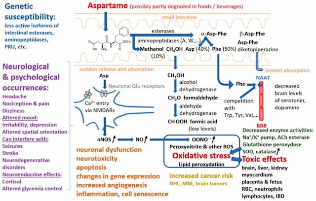 Biochemical pathway of aspartame metabolism showing methanol conversion to formaldehyde, oxidative stress, and neurological effects including mood changes, seizures, and increased cancer risk in genetically susceptible individuals.