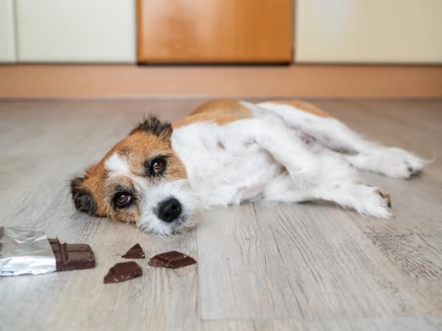 Small terrier dog lying on kitchen floor next to broken chocolate pieces, showing signs of chocolate poisoning in pets.