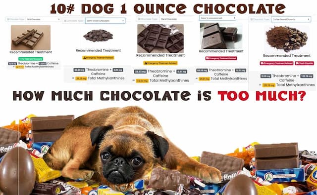 How to Spot Signs of Chocolate Poisoning in Dogs: A Vet-Approved Guide