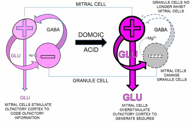 Neurotoxic mechanism of domoic acid showing disruption of glutamate and GABA signaling in mitral and granule cells, leading to seizure generation in the olfactory cortex.