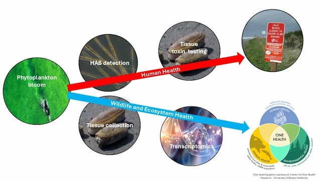 One Health infographic showing the relationship between phytoplankton blooms, harmful algal bloom (HAB) detection, shellfish toxin testing, ecosystem monitoring, and public beach closures due to domoic acid contamination.