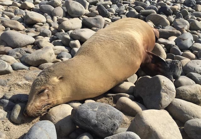 California sea lion lying motionless on rocky beach, showing signs of neurological distress possibly caused by domoic acid poisoning from contaminated fish.

