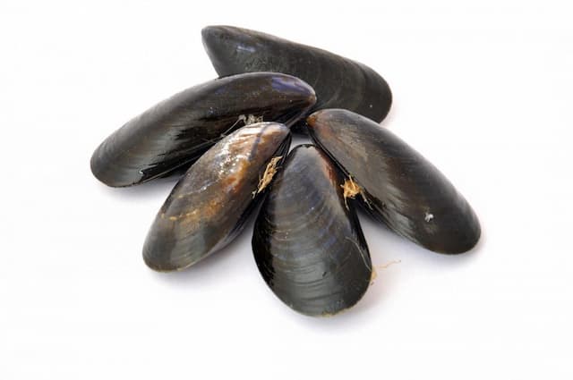 Group of raw black mussels on a white background, a known vector for domoic acid contamination leading to amnesic shellfish poisoning in humans.