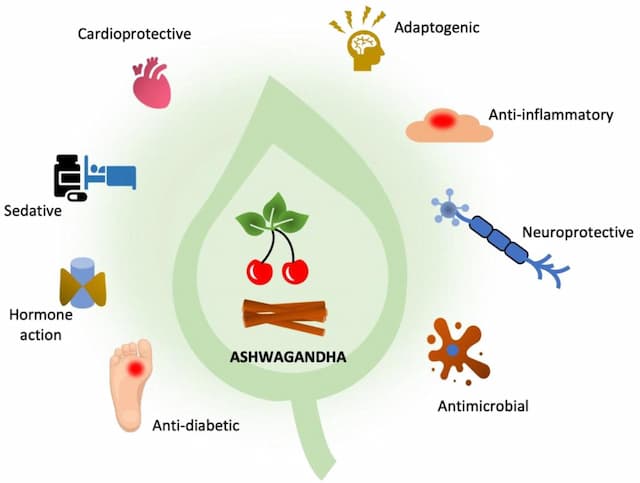 Infographic showing Ashwagandha health benefits including cardioprotective, adaptogenic, anti-inflammatory, neuroprotective, antimicrobial, anti-diabetic, hormone regulation, sedative effects
