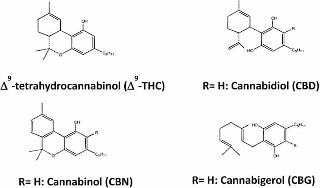 Structural formulas of major cannabinoids—Δ9-tetrahydrocannabinol (Δ9-THC), cannabidiol (CBD), cannabinol (CBN), and cannabigerol (CBG)—showing ring systems, hydroxyl groups, side chains, and R-group positions; comparison chart for cannabis chemistry, pharmacology, and cannabinoid biosynthesis education