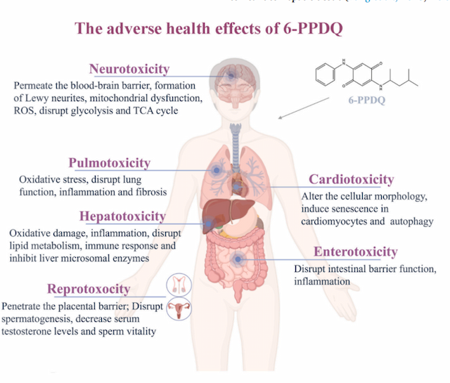 Silent Killer in Our Waters: The Hidden Danger of 6PPD-Quinone