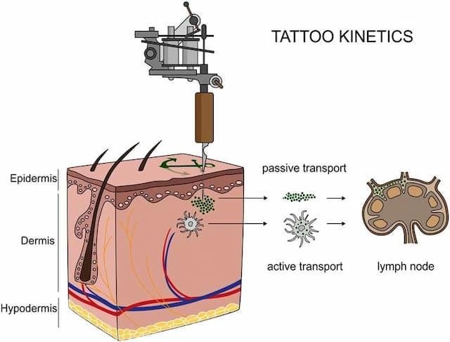 Tattoo kinetics diagram showing tattoo needle depositing ink into the dermis, with pigment moving by passive diffusion and active transport via immune cells to regional lymph nodes, illustrating how tattoo ink particles migrate through skin and lymphatic system
