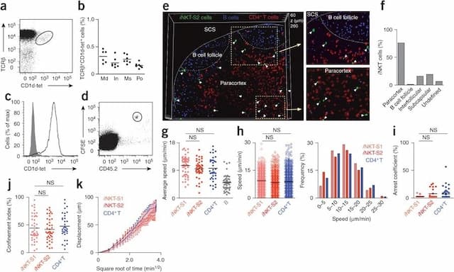 Multipanel immunology figure showing flow cytometry plots, lymph node imaging, and motility graphs of invariant NKT (iNKT) cells interacting with CD169⁺ macrophages in the paracortex, illustrating lymph node localization, speed, confinement, and arrest behavior during early antigen-driven activation.
