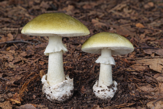 Amanita phalloides (death cap) mushrooms with olive-green caps, white gills, stem ring (annulus), and bulbous volva at the base, growing on a forest floor; classic identification features of the world’s deadliest poisonous mushroom.
