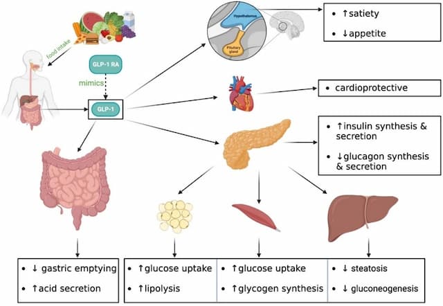 GLP-1 receptor agonist mechanism diagram showing effects on brain satiety and appetite, pancreas insulin and glucagon secretion, delayed gastric emptying, cardioprotective effects, increased glucose uptake in muscle and fat, and reduced hepatic steatosis and gluconeogenesis.