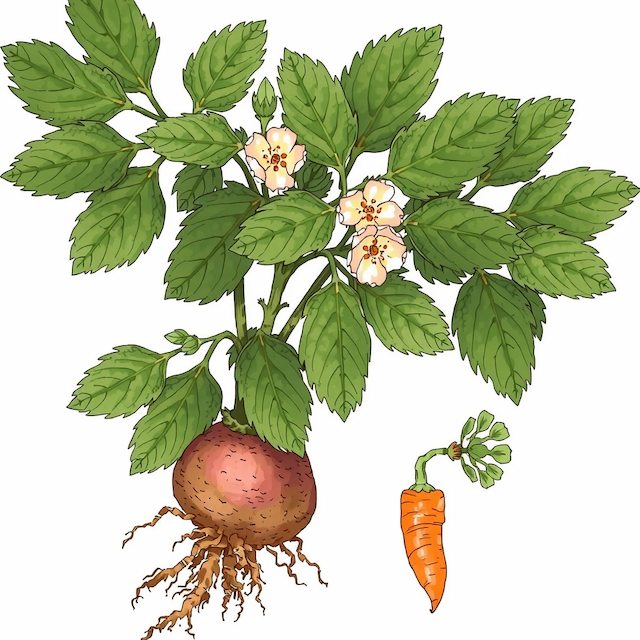 Acute Intoxication With Poison Hemlock (Conium maculatum).